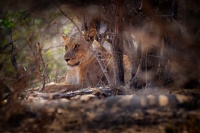 Lev pustinny - Panthera leo - Lion o5373